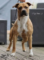 Étalon American Staffordshire Terrier - Celia's Blue Eyes Jessy