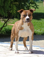 Étalon American Staffordshire Terrier - Natural fabulous dog Des Gardiens Du Rêve Eternel