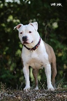 Étalon American Staffordshire Terrier - White Back Hesitation luna sentimental love ( galaxia )