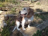 Étalon Beagle - Dim (Sans Affixe)