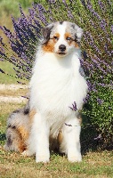 Étalon Berger Australien - cau fosca King of the north