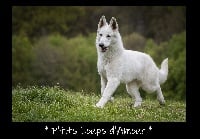 Étalon Berger Blanc Suisse - Pili pili booh P'tits Loups d'Amour