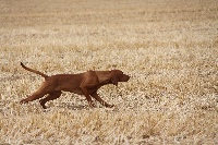 Étalon Braque hongrois à poil court - Vizsla - Oz de la Baraudrerie