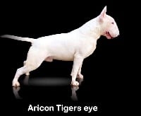 Étalon Bull Terrier - Aricon Tigers eye