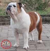 Étalon Bulldog Anglais - Nation's strong bull des Dunes de Mondopale