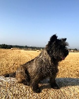 Étalon Cairn Terrier - Quentin's Touch Nunuche