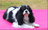 Étalon Cavalier King Charles Spaniel - Ficelle (Sans Affixe)