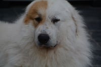 Étalon Chien de Montagne des Pyrenees - Pax De Plaine Sapin