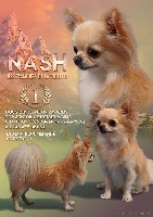 Étalon Chihuahua - CH. Nash des z'amours de la violette
