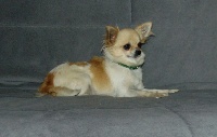 Étalon Chihuahua - Maxie du domaine de Edgewood