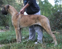 Étalon Dogue allemand - Nesta de l'Outsaïna