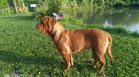 Étalon Dogue de Bordeaux - Maya De L'Elite Royal Dog