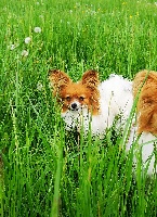 Étalon Epagneul nain Continental (Papillon) - Nina Modéle Unique