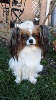 Étalon Epagneul nain Continental (Papillon) - Joia baby girl d 'euskadi