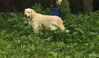 Étalon Golden Retriever - Melba du Domaine des Rives de l'Erdre