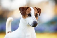 Étalon Jack Russell Terrier - CH. olener getik Limited edition friendlines [kawan]
