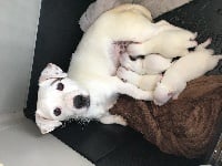 Étalon Jack Russell Terrier - Mouky lovely pop d'Edennefamily