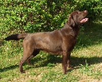 Étalon Labrador Retriever - dolbia Nice to meet you