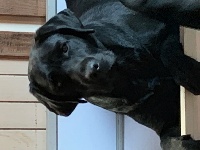Étalon Labrador Retriever - Moogly De sandie landes