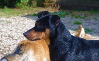 Étalon Pinscher nain - Pepsi Des Pinchoux Nain