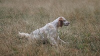 Étalon Setter Anglais - Ismee du Mas d'Eyraud