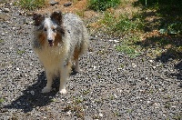 Étalon Shetland Sheepdog - Nath De la foret des reves bleus