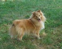 Étalon Shetland Sheepdog - Osiris little lady Des mille Eclats des Tournesols