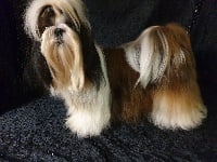 Étalon Shih Tzu - Oona du chateau d'o-riant