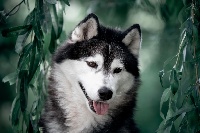 Étalon Siberian Husky - CH. Bloodsnow Graceful to see at player's dream