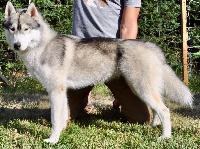 Étalon Siberian Husky - Ozark Of Wolf Breizh Mountain