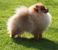 Étalon Spitz allemand - kardashian pom Cherish me i'm lenette