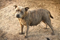 Étalon Staffordshire Bull Terrier - Nash (Sans Affixe)