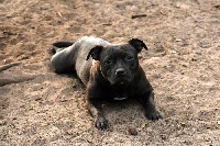 Étalon Staffordshire Bull Terrier - Olia du domaine de la cote d'argent