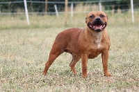 Étalon Staffordshire Bull Terrier - Nala (Sans Affixe)