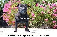 Étalon Staffordshire Bull Terrier - Guizmo black angel des guerriers de Sparte