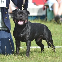 Étalon Staffordshire Bull Terrier - Skillstaff Néro némésis
