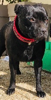 Étalon Staffordshire Bull Terrier - Malavita-missile of bully’s leine