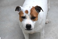 Étalon Staffordshire Bull Terrier - Miss kuikette (Sans Affixe)