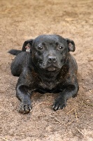 Étalon Staffordshire Bull Terrier - Lilas du domaine de la cote d'argent