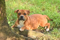 Étalon Staffordshire Bull Terrier - Okun (Sans Affixe)