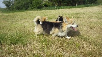 Étalon Welsh Corgi Pembroke - Nonette Du Domaine Pierre Quinpierre