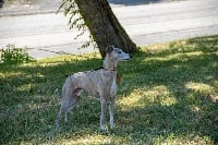 Étalon Whippet - Incroyable captain' jack Des Collines Noires
