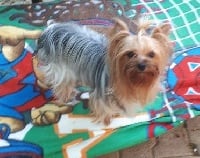 Étalon Yorkshire Terrier - Noella De la vallee des lutins bleus