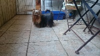 Étalon Yorkshire Terrier - Inxs  ii de France D'Iela