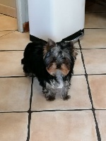 Étalon Yorkshire Terrier - Oupette Des P'tits Bouts D'amour
