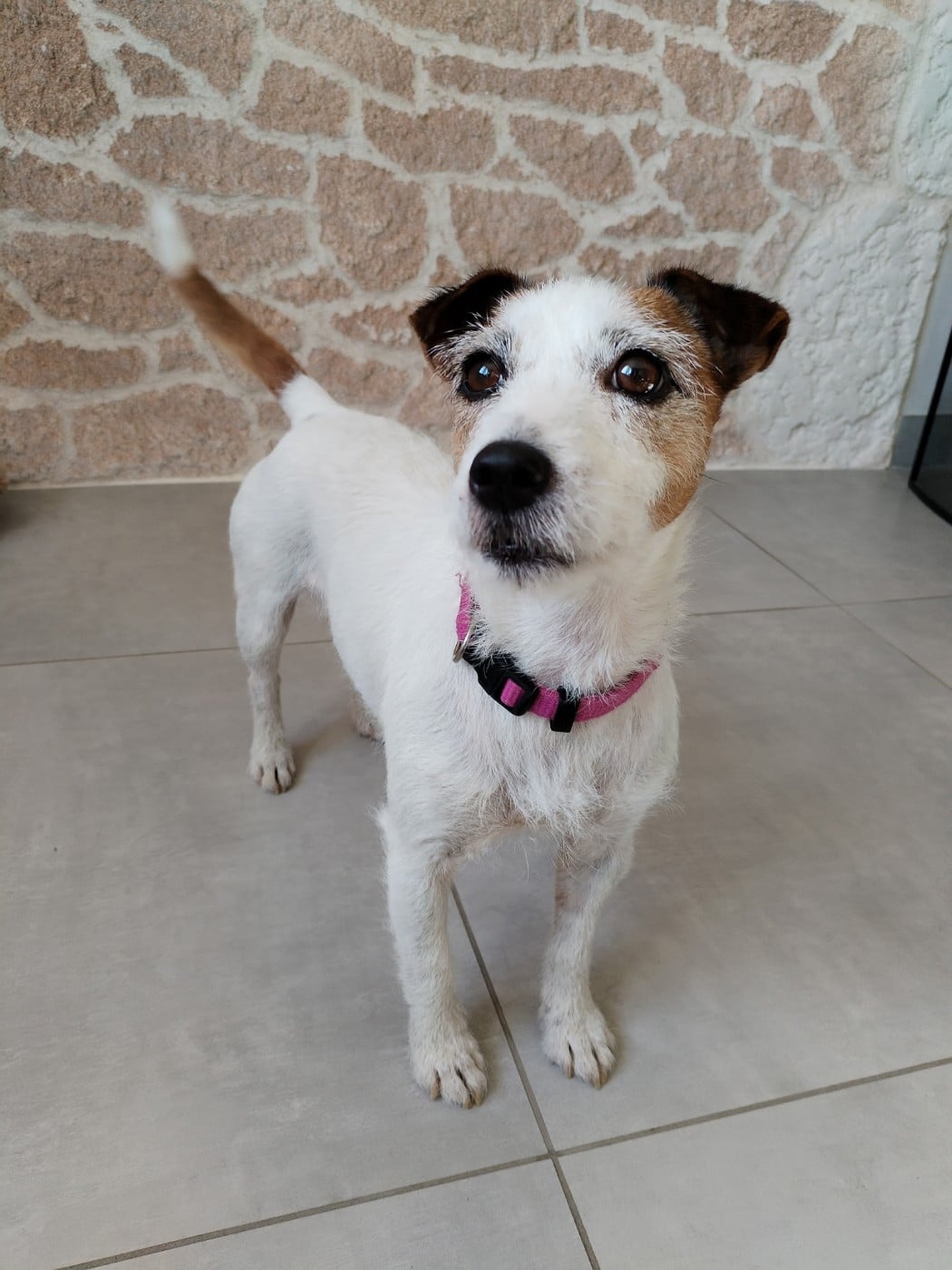 Les Jack Russell Terrier de l'affixe   Des Puppies De Madras