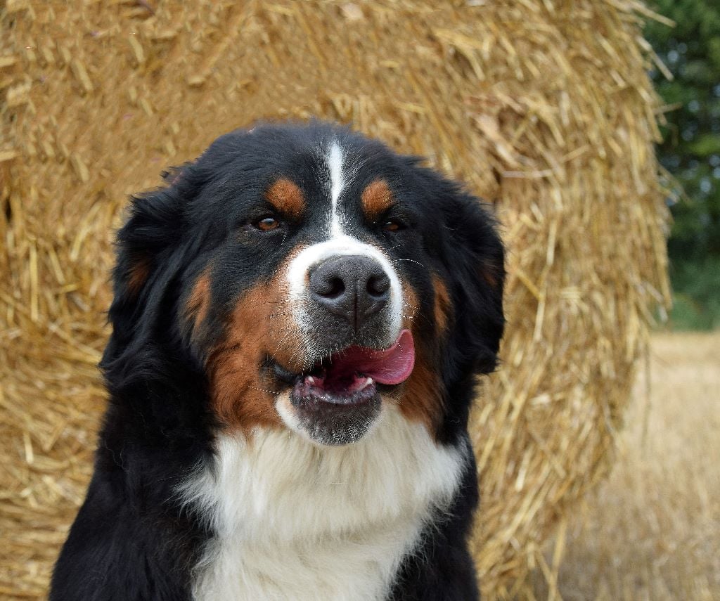 Loky du Haras de la Vergne
