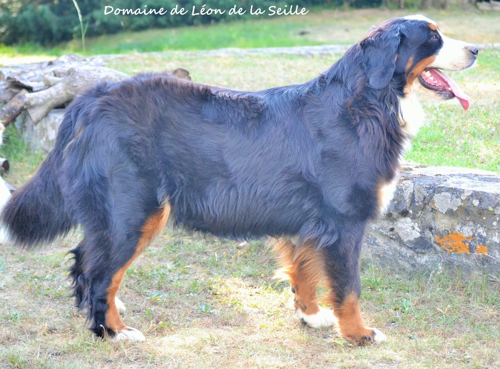 News du Domaine De Léon De La Seille