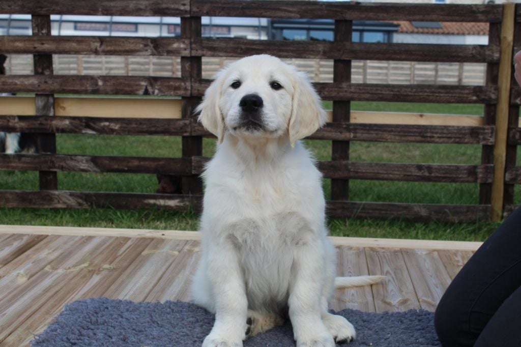 Les Golden Retriever de l'affixe   Des Anges Du Mont D'or