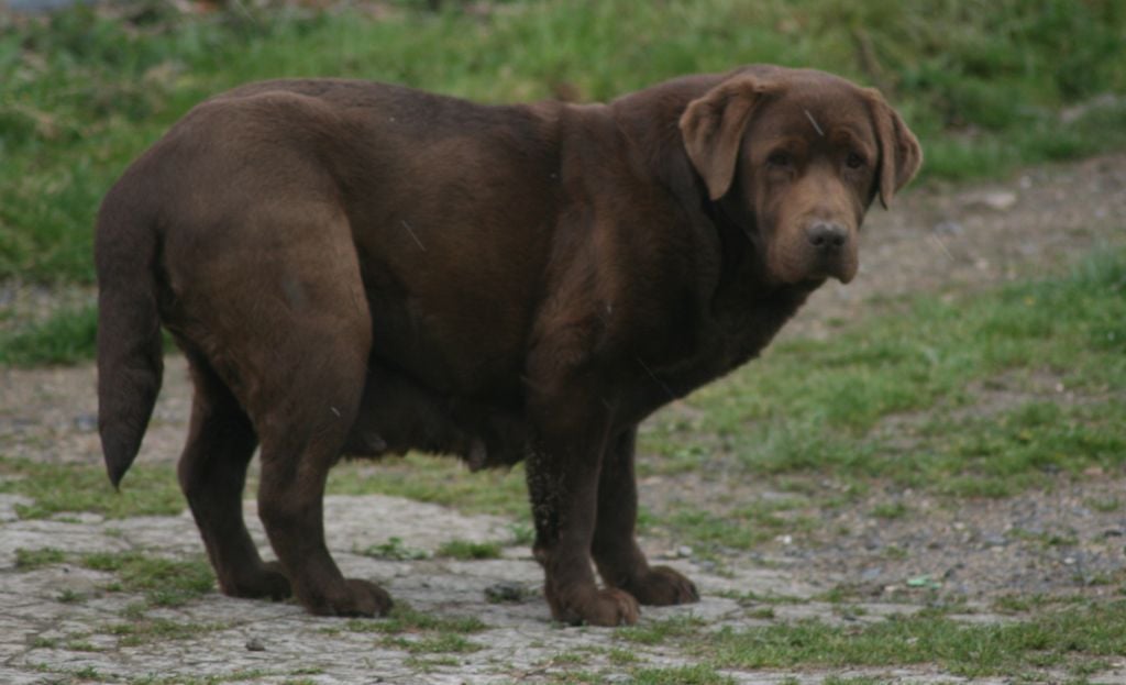 Les Labrador Retriever de l'affixe   de la plaine du Vermandois